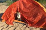 Dog pops his head out of a tent.