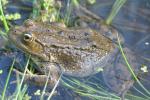 Columbia Spotted Frog (Rana luteiventris) a BLM Sensitive Species in Idaho, Nevada, Oregon, Utah, and Wyoming. 