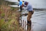 Pounding in willow stakes along the eroded shoreline. 