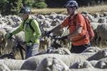 Bikers encounter sheep on the trail