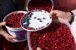 Wild cranberries displayed in recycled containers