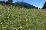 Successful restoration of native forbs and grasses along the historic Columbia River Highway State Trail between Cascade Locks and Hood River, Oregon.