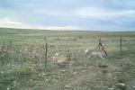 Pronghorn utilizing a pronghorn pass that was installed in 2013.