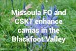 Blue Camas flowers. "Missoula FO and CSKT enhance camas in the Blackfoot Valley