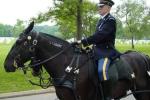 Rider on a freeze-marked horse. 