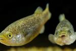 Pahrump poolfish in an aquarium.