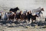 Wild horses running. 