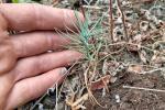 A hand next to a ponderosa pine seedling sprout