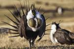 A male Greater sage-grouse displays to attract female attention