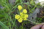 Small yellow flower