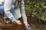 Colorado Cutthroat Trout release in Iowa Gulch