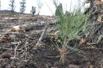 A Ponderosa pine seedling next to a tree. 