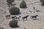 Horses on a plain, one with a collar. 