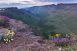 Flowers and a valley