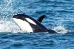 An orca comes to the surface, beside a calf.