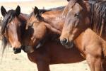 Three horses in a field