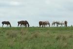 Horses grazing on a hill. 
