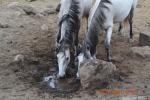 Horses drinking from a puddle. 