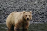 A brown bear stands on all fours in shallow water near a rocky beach.