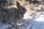 pygmy rabbit in the snow