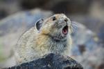 A pika with its mouth open making an "eep!" call