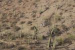 View from above of desert with many saguaro cacti and lots of trash on the ground