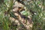 A sage-grouse sits in the brush.