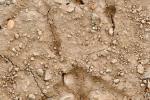 Sage-grouse tracks in mud - USFWS Tom Koerner