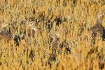 Greater sage-grouse camouflaged in sagebrush