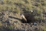 A black-footed ferret sticks its head out of its home, which is a hole in the ground. 