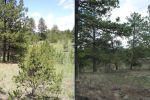 The left photo is a landscape with large and small trees. The right photo is the same landscape with smaller trees cut down.