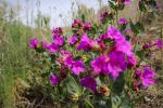 A plant with bright purple flowers in a grassy field