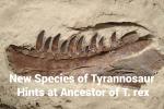 Lower jaw of a dinosaur fossilized in rock Text: New Species of Tyrannosaur Hints at Ancestor of T. Rex