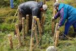 Four people are installing wooden posts in the green grass. 