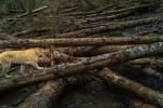 cougar crossing the stream on the logs. 