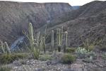 Looking down on a river flowing through a canyon. Many types of plants are in the foreground including large saguaro and spiky ocotillo. 