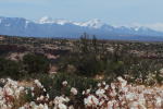 Flowers blooming in a desert landscape with snowcapped mountains on the horizon. 