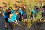 People wearing blue shirts volunteer outdoors.