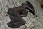 a little brown myotis bat on rocky soil