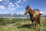 A horse in a field of flowers with a mountain landscape in the back