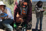 From left to right: Tiffany Shepherd, Cristina Francois and Celina Martinez work in the field.