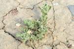A sagebrush seedling in dry cracked ground