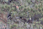 A group of eagles post up lake side, surveying the water for their next meal. (photo by Alexa Oyola)