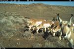 A photo of several pronghorn in the foreground, with flat lands and a blue sky in the background.