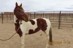 A red and white pinto horse. 