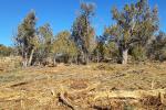 Within the project area, clusters of trees are left to benefit migratory birds such as pinion jays.