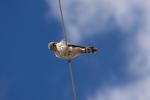 An American Kestrel sitting on a rope and looking down.