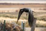 a raven takes flight from a fencepost