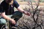 Caucasian man crouches next to burned shrub