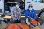 Two men wearing face masks, kneel on their knees in front of a white van with a bighorn sheep.